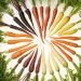 6 Different Carrot Colors: Exploring the Vibrant Palette of Nature’s Bounty