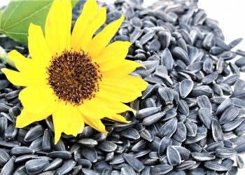 Navigating Low Export Tariffs on Sunflower Seeds: Traders’ Role in Supporting Russia’s Agriculture