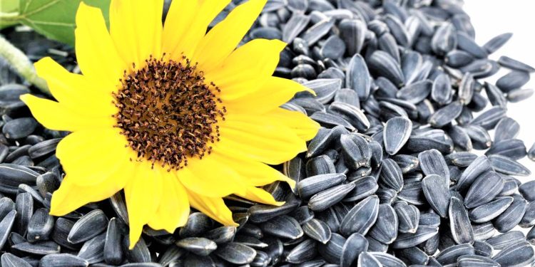 Navigating Low Export Tariffs on Sunflower Seeds: Traders’ Role in Supporting Russia’s Agriculture