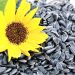 Navigating Low Export Tariffs on Sunflower Seeds: Traders’ Role in Supporting Russia’s Agriculture