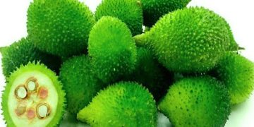 Kakoda: Unveiling the Nutritional Powerhouse of India’s Monsoon