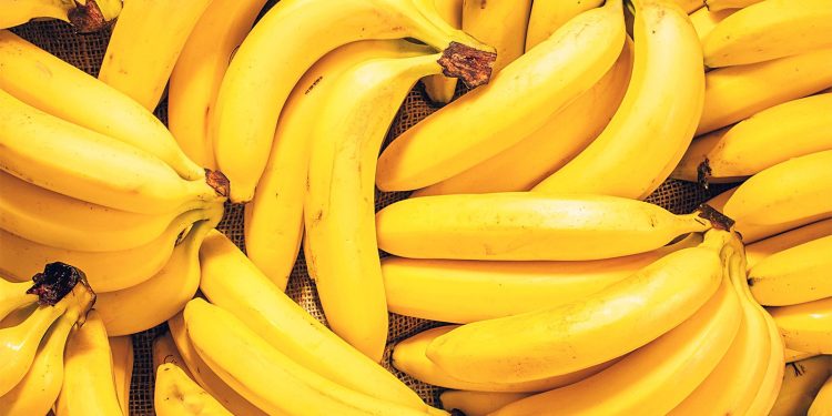 Banana Cultivation In Kazakhstan: A Remarkable Agro-Industrial Endeavor
