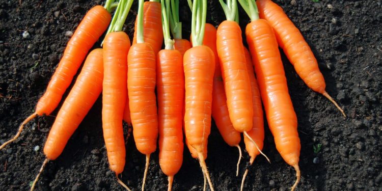 Rapid Surge: Doubling of Chinese Carrot Imports in Primorye in One Week