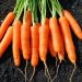 Rapid Surge: Doubling of Chinese Carrot Imports in Primorye in One Week
