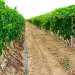 Direct Root-Zone: A Game-Changer for Vineyard Irrigation