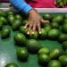 Avocado and Coffee Farming: A Fight for Survival Amidst Climate Change