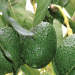 Kenya to Commence Avocado Exports to India In September: A Fruitful Opportunity for Farmers
