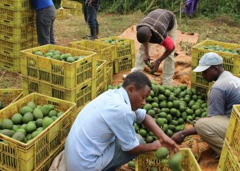 Green Gold: Western Kenya Farmers Urged To Shift To Avocado Farming