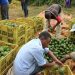 Green Gold: Western Kenya Farmers Urged To Shift To Avocado Farming