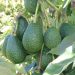 A New Variety of Avocado Could Help Us Reduce Food Waste