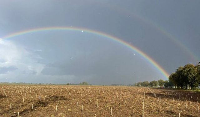 Revolutionizing Agriculture: The Rise of Sea Buckthorn Plantations in Zelenogradsk District