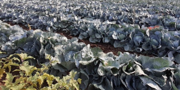 Bountiful Harvest: Orenburg Region’s Open Field Vegetable Yield Shines Bright