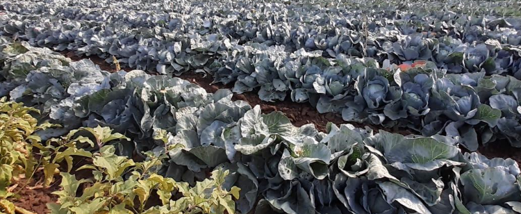 Bountiful Harvest: Orenburg Region’s Open Field Vegetable Yield Shines Bright