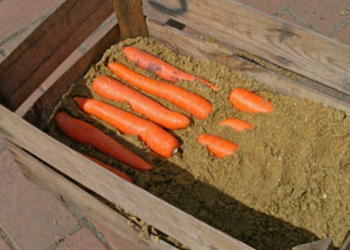 Maximizing Crop Longevity: Expert Tips for Efficient Vegetable Storage