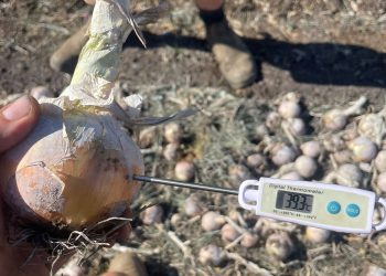 Revolutionizing Onion Harvesting: Kalfresh’s Innovative Journey with Insights from U.S. Expert