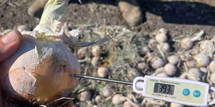 Revolutionizing Onion Harvesting: Kalfresh’s Innovative Journey with Insights from U.S. Expert