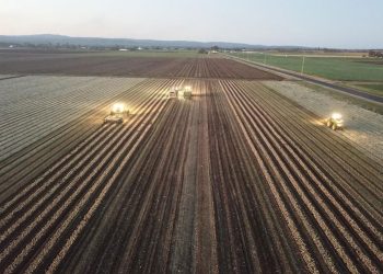 Navigating the Onion Market: Insights and Trends for Agricultural Professionals