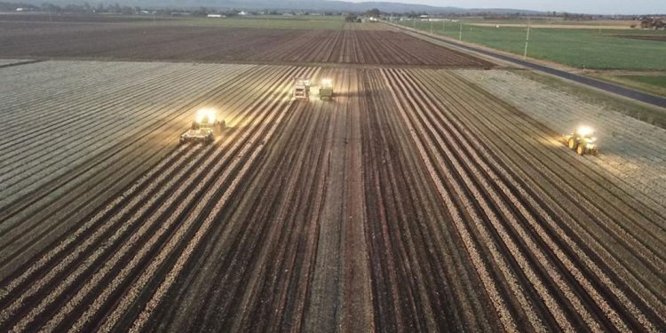 Navigating the Onion Market: Insights and Trends for Agricultural Professionals