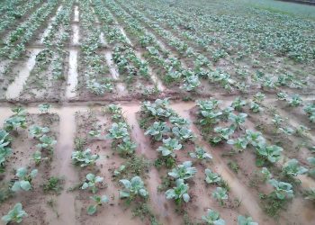 Challenges and Resilience: The Impact of Relentless Rain on Vegetable Farming in Dinajpur
