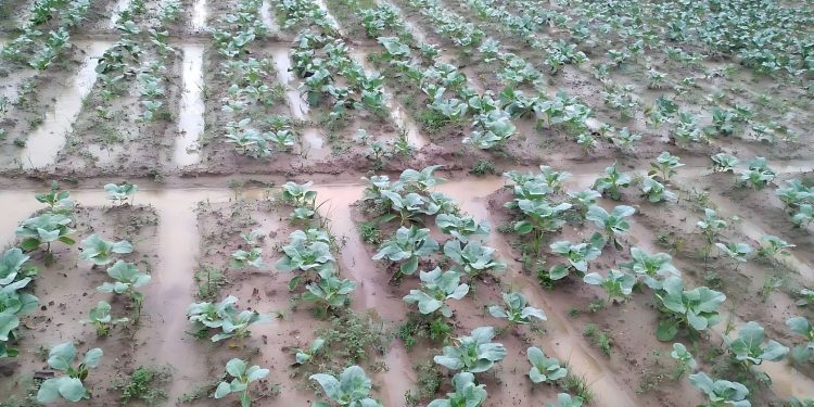 Challenges and Resilience: The Impact of Relentless Rain on Vegetable Farming in Dinajpur