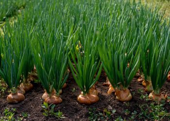 Onions 52’s Bold Move: Revolutionizing East Coast Onion Supply