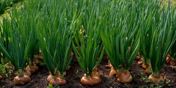 Onions 52’s Bold Move: Revolutionizing East Coast Onion Supply