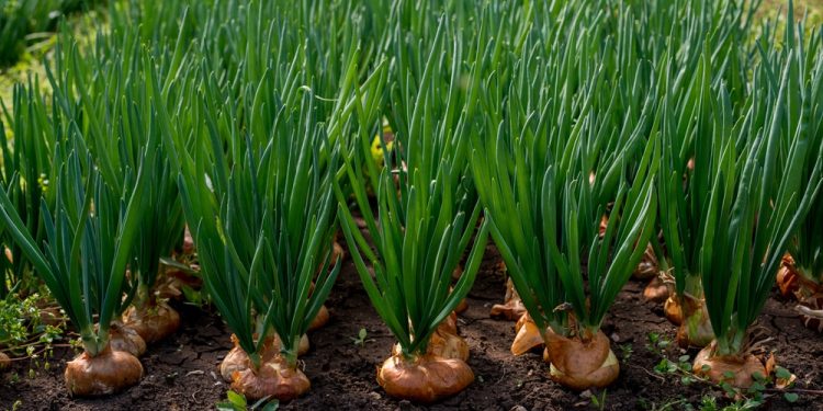 Onions 52’s Bold Move: Revolutionizing East Coast Onion Supply
