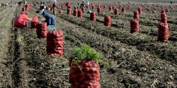 The state of agriculture in Russia: challenges and opportunities in the modern world