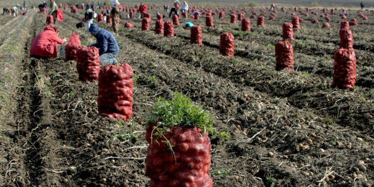 The state of agriculture in Russia: challenges and opportunities in the modern world