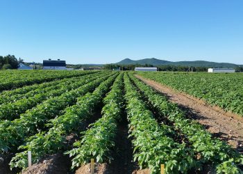 Cultivating Prosperity: Kufri Sinduri’s Impact on Potato Farming in Kushinagar