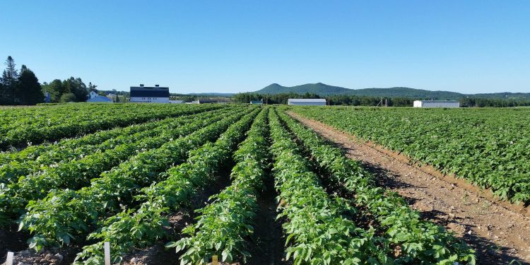 Cultivating Prosperity: Kufri Sinduri’s Impact on Potato Farming in Kushinagar