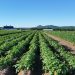 Cultivating Prosperity: Kufri Sinduri’s Impact on Potato Farming in Kushinagar