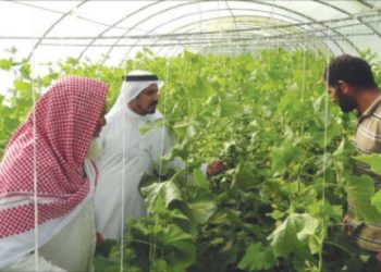 Arab Nations Cultivate Success: A Deep Dive into Arab Vegetable Production
