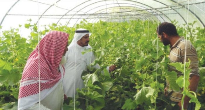 Arab Nations Cultivate Success: A Deep Dive into Arab Vegetable Production