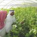 Arab Nations Cultivate Success: A Deep Dive into Arab Vegetable Production