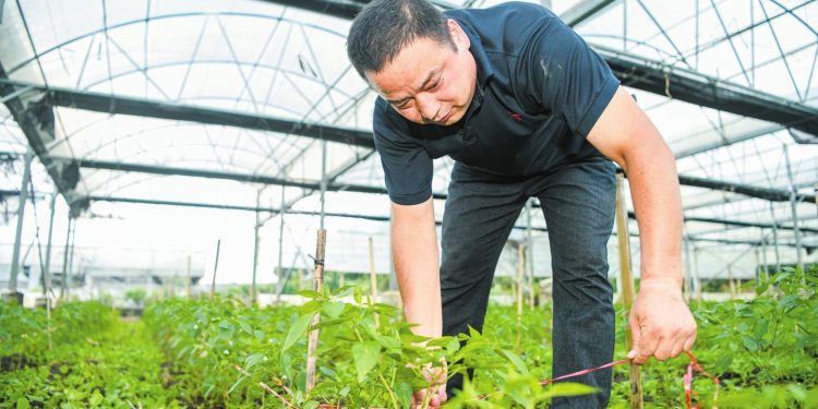 Revolutionizing Winter Crop Farming: A Glimpse into Hainan’s Massive Vegetable Plantation