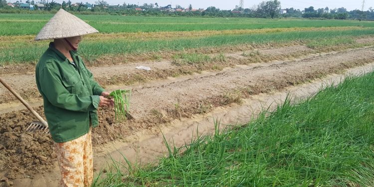 Reviving Agricultural Production After Floods: Strategies for Farmers and Resilient Farming