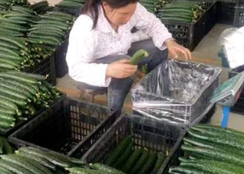 Innovations in Greenhouse Vegetable Farming Transform Jiangsu Countryside