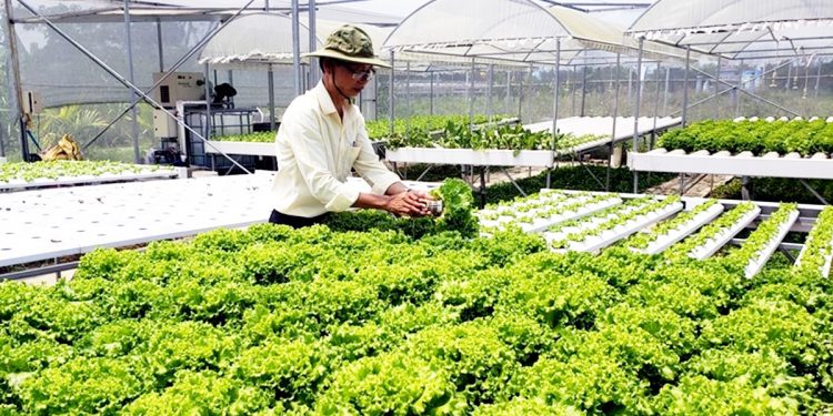 High-Tech Farming in Hòa Vang Drives Prosperity and Sustainability
