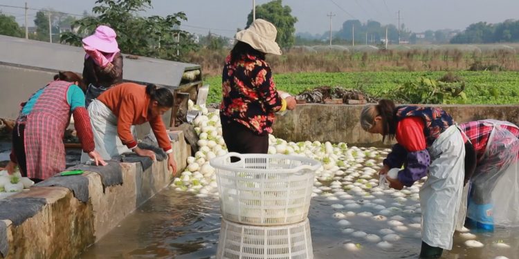 Bountiful Harvest: Dianjiang County’s 200,000 Acres of Fall-Winter Vegetables Flood the Market