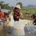Bountiful Harvest: Dianjiang County’s 200,000 Acres of Fall-Winter Vegetables Flood the Market