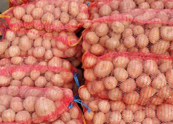 Changing Tides in Potato Farming: Adapting to Shifting Consumer Habits in Harghita County