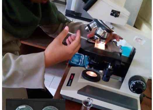 Harnessing the Power of Biological Control in Organic Farming