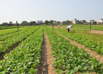 Innovative Agricultural Cooperatives Revolutionizing Clean Vegetable Farming in Northern Provinces