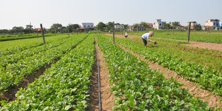 Innovative Agricultural Cooperatives Revolutionizing Clean Vegetable Farming in Northern Provinces