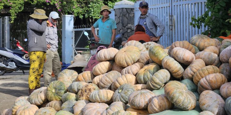 Revitalizing Red Pumpkin Agriculture: Khanh Hoa’s Innovative Approach to Boosting Harvests