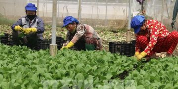 Harnessing the Power of Colorful Crops for Sustainable Growth