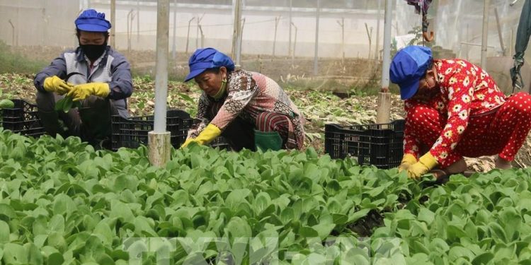 Harnessing the Power of Colorful Crops for Sustainable Growth