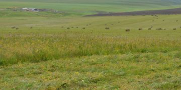 Zabaykalsky Farms Gain Access to 17,000 Hectares of Untapped Agricultural Lands