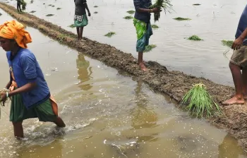 Transforming Agriculture: Maximizing Yields with Minimal Resources in India